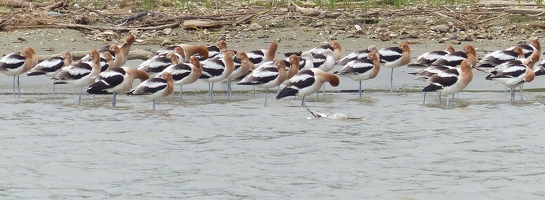 Avocets